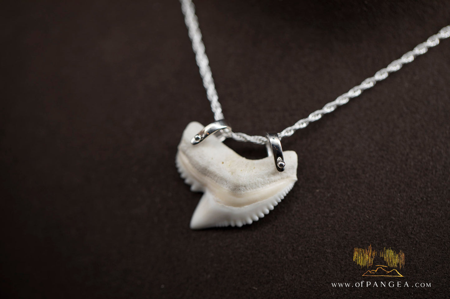 Tiger Shark tooth (Modern) Italian Sterling Silver chain necklace || JF979