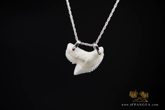 Tiger Shark tooth (Modern) Italian Sterling Silver chain necklace || JF979