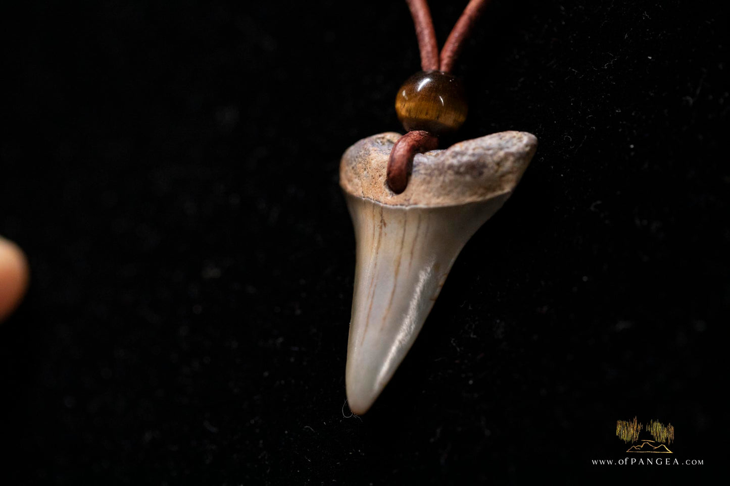 Fossilized Shark Tooth - Leather Cord Tigers Eye Bead || JF168