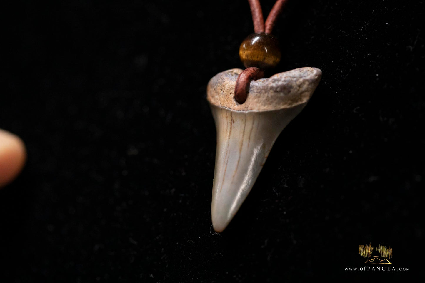 Fossilized Shark Tooth - Leather Cord Tigers Eye Bead || JF168