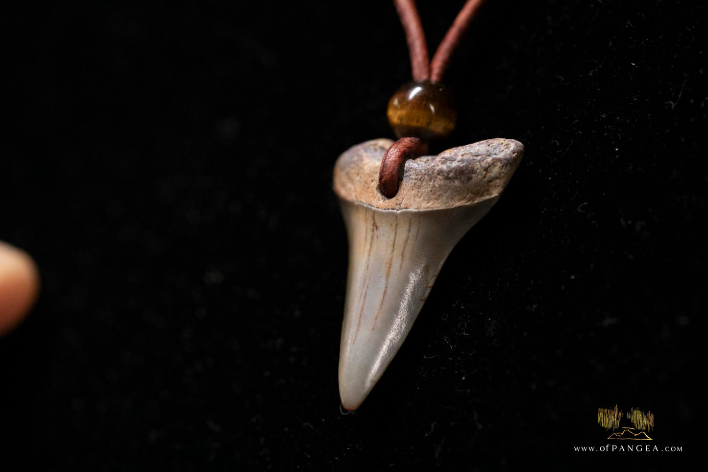 Fossilized Shark Tooth - Leather Cord Tigers Eye Bead || JF168
