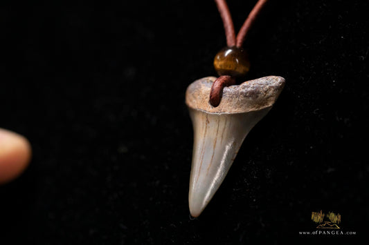 Fossilized Shark Tooth - Leather Cord Tigers Eye Bead || JF168