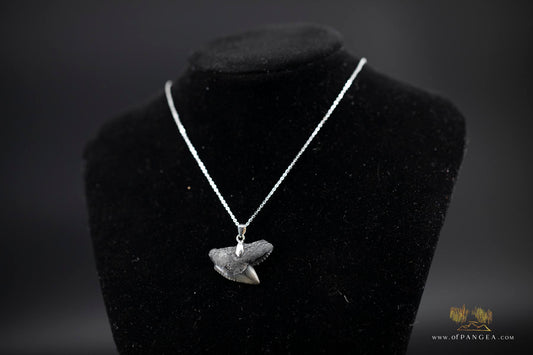 Tiger Shark tooth (fossilized) Italian Sterling Silver chain necklace