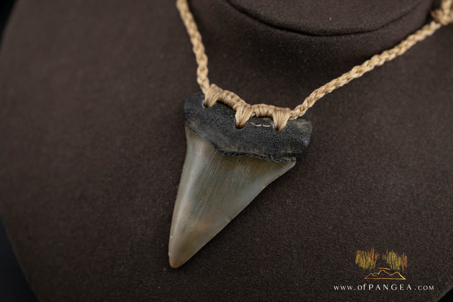 Fossilized Mako Shark Tooth Necklace
