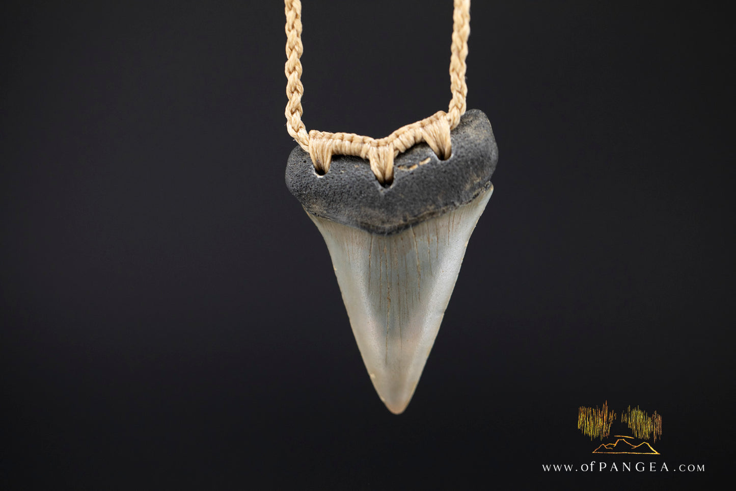 Fossilized Mako Shark Tooth Necklace