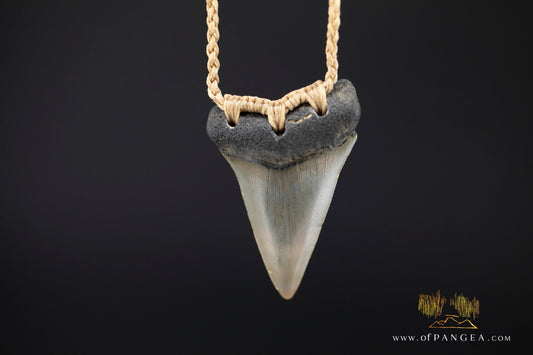 Fossilized Mako Shark Tooth Necklace
