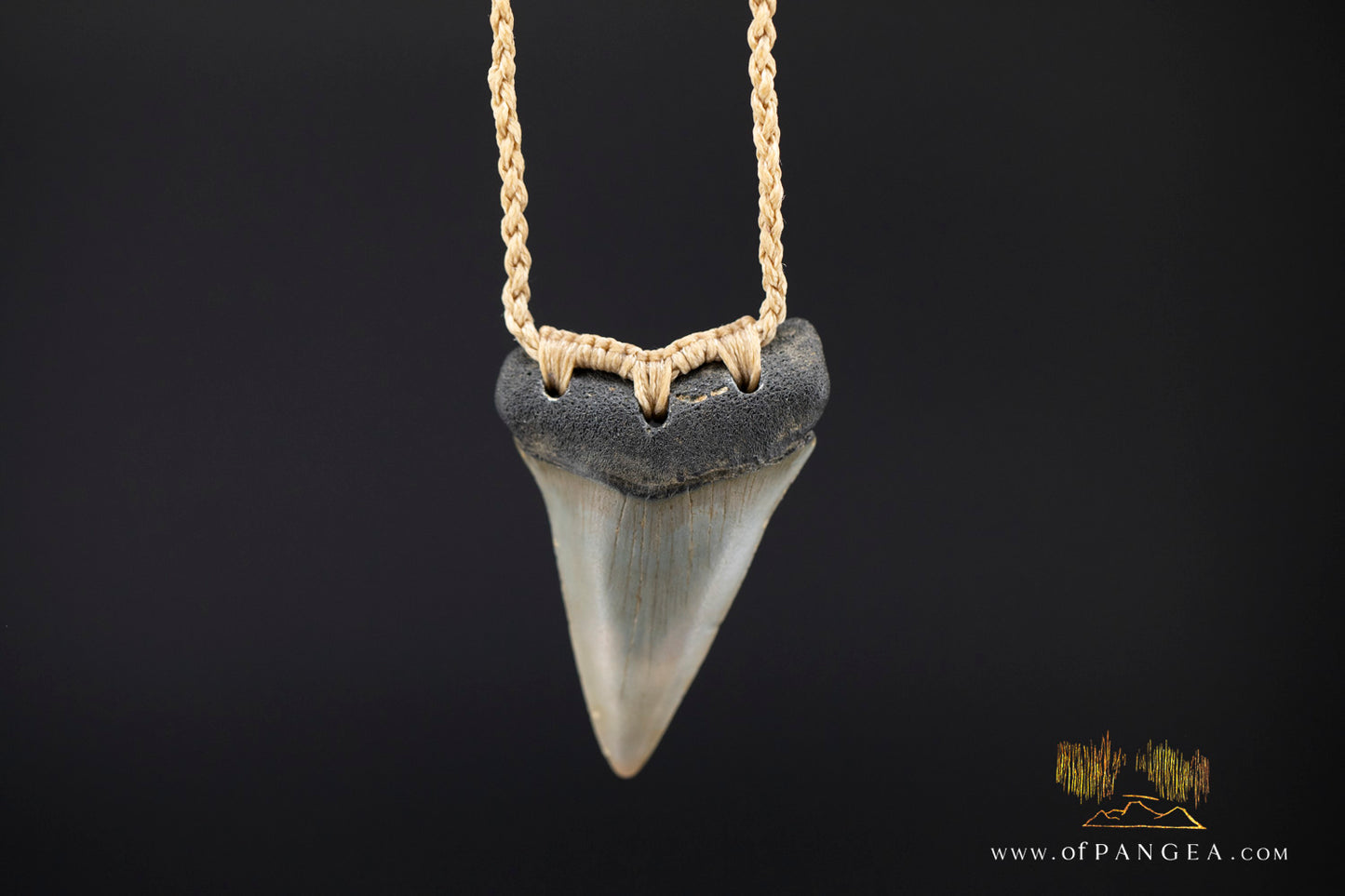 Fossilized Mako Shark Tooth Necklace