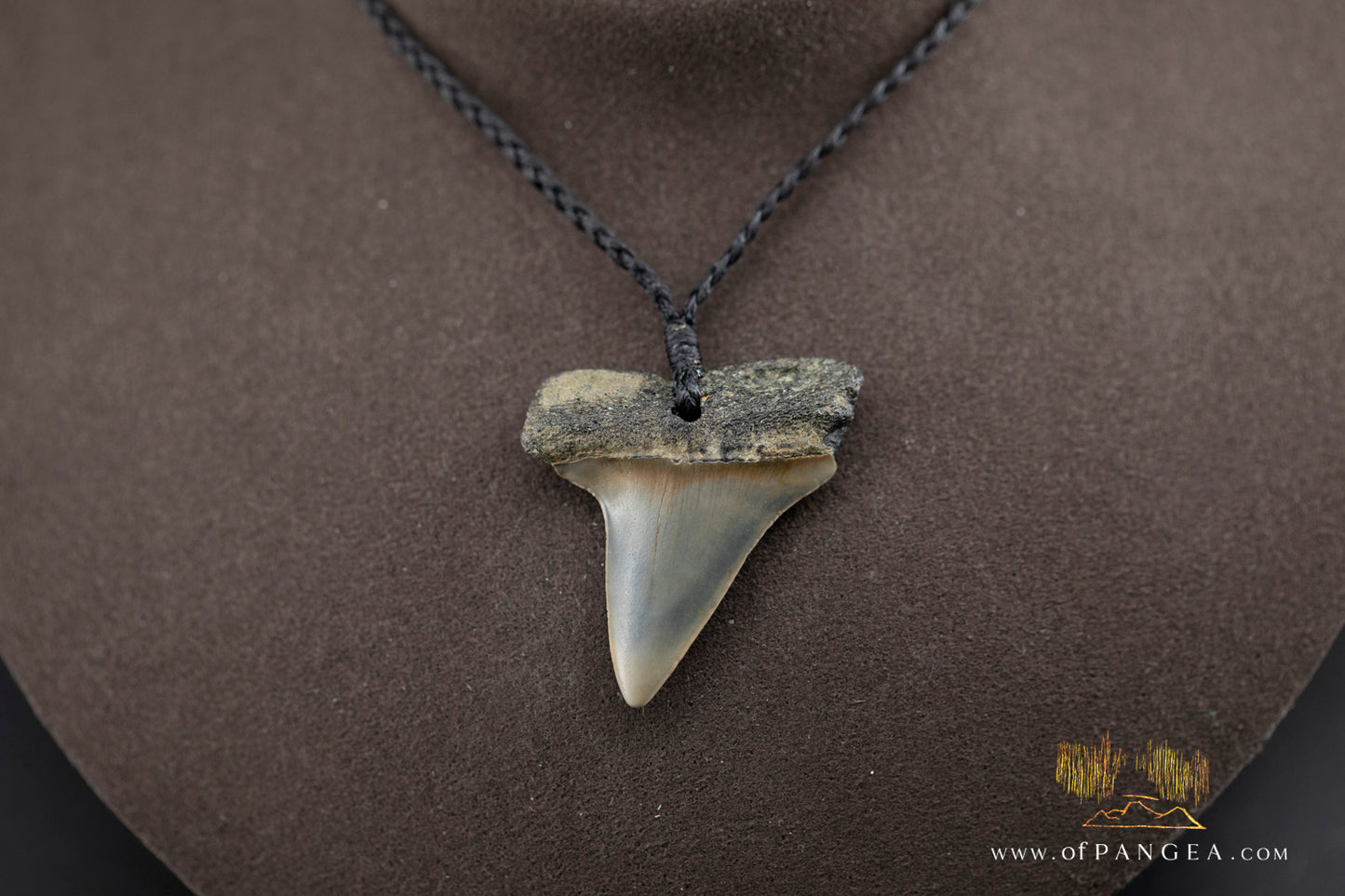Fossilized Mako Shark Tooth Necklace || JF1297