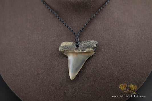 Fossilized Mako Shark Tooth Necklace