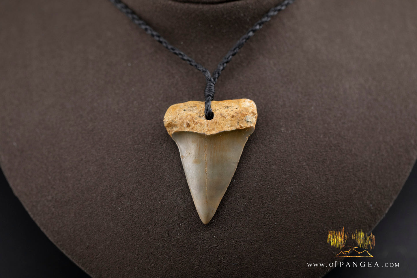 Fossilized Mako Shark Tooth Necklace