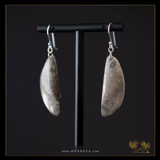 Fossilized coral earrings - sterling silver